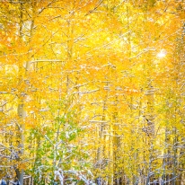 Frosted Aspens — Uncompagrhe National Forest © jj raia