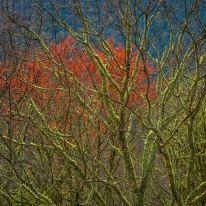 Moss Covered Limbs — Blue Ridge Parkway © jj raia