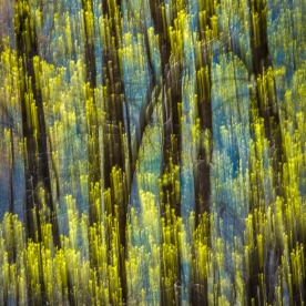 Spring Forest Blur — Blue Ridge Parkway, NC © jj raia