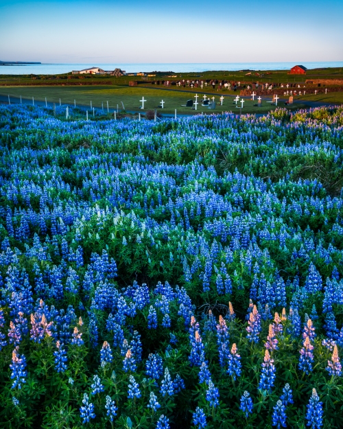 Lupine – Reykjanes Peninnsula, Iceland  © jj raia