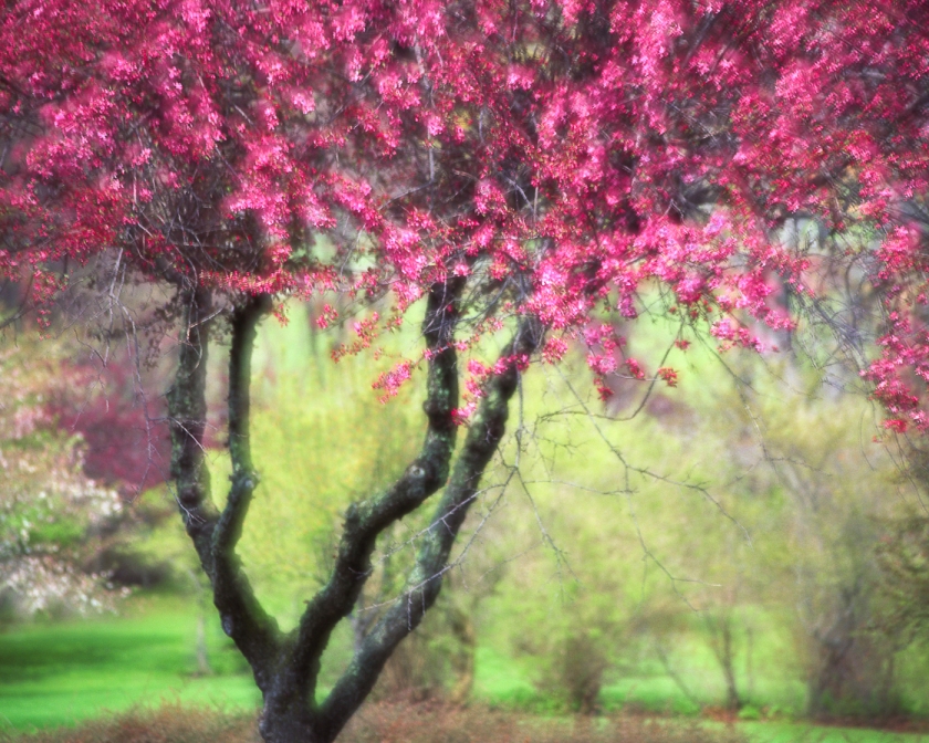 Crabapple — Holmdel Arboretum, NJ © jj raia