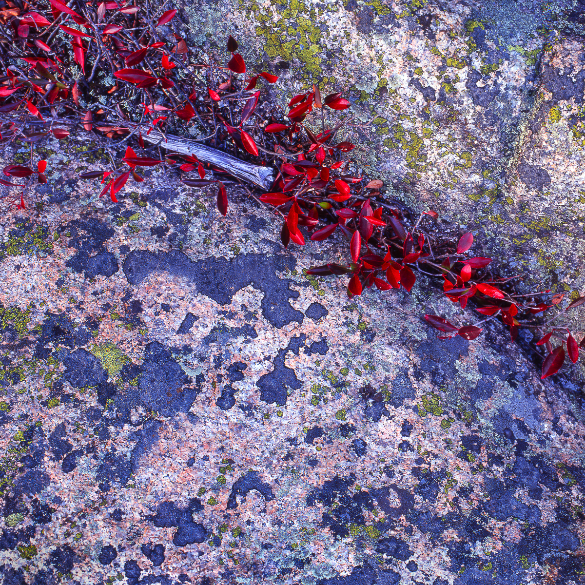 Blueberries &amp; Lichen - Acadia National Park, ME  © jj raia