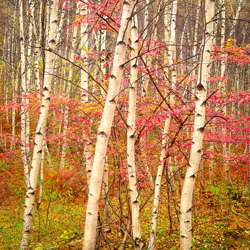 White Birches — Delaware Watergap NRA, NJ  © jj raia