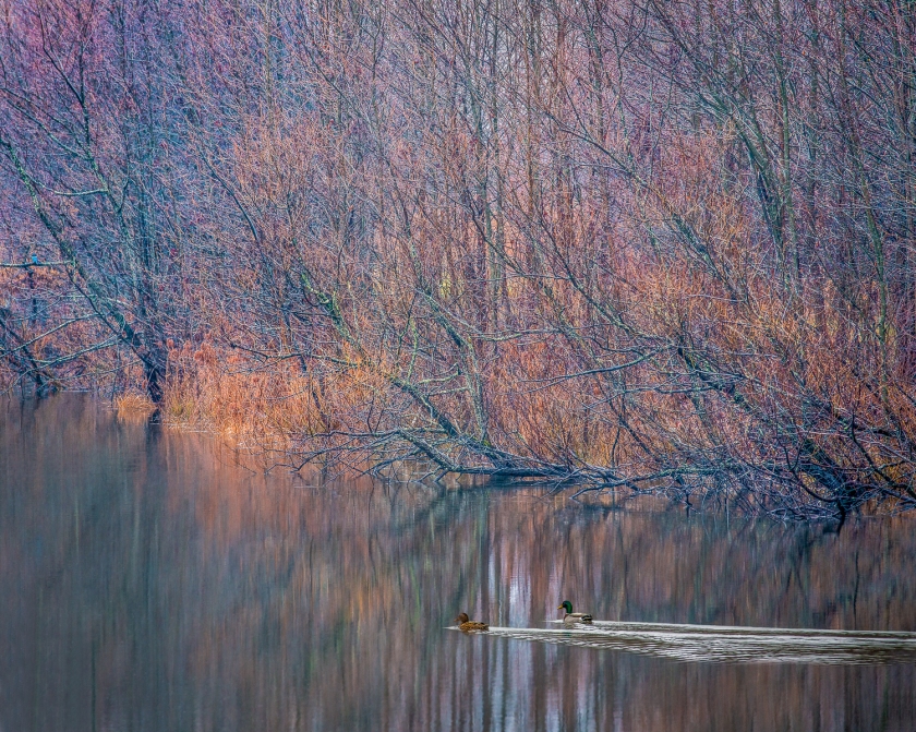 Winter Lake — Mercer County, NJ  © jj raia