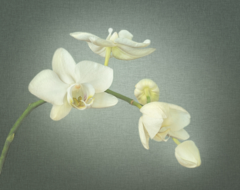 Orchids — Original Combined © jj raia